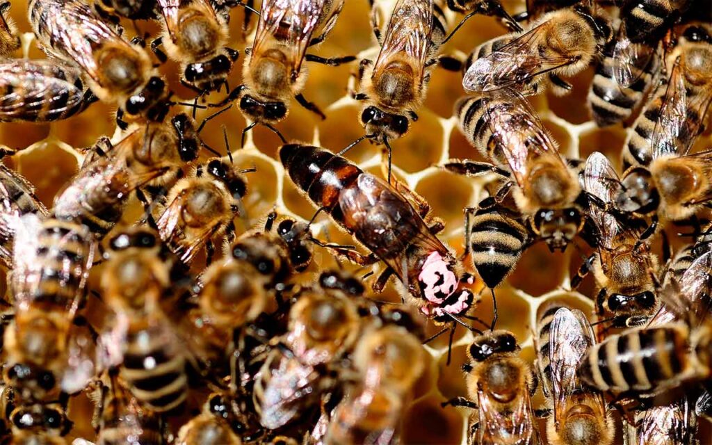 abejas-reuters