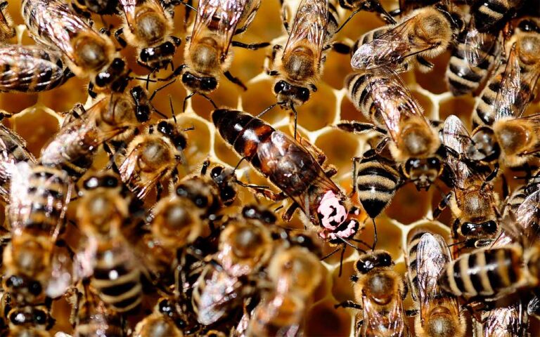 abejas-reuters