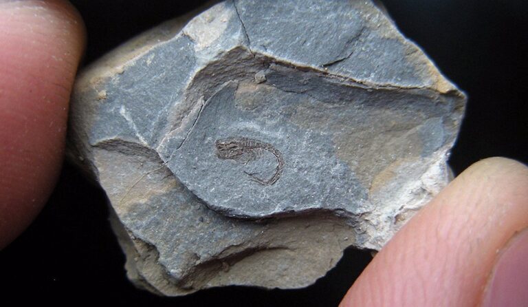 Eobodotria muisca