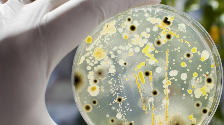bacterias-U84705768546QSG-1248x698