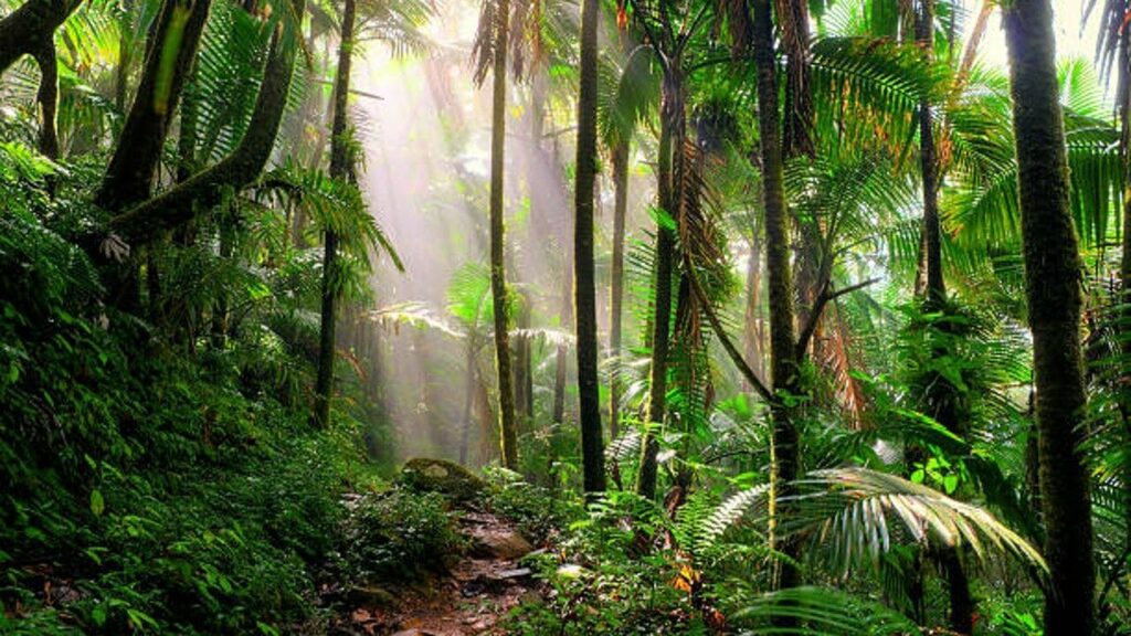 Bosques tropicales sufren deterioro.