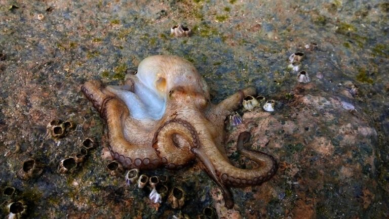 pulpo maya