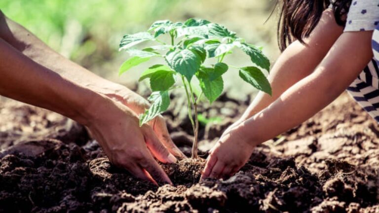 regresa-a-clases-con-un-arbol-
