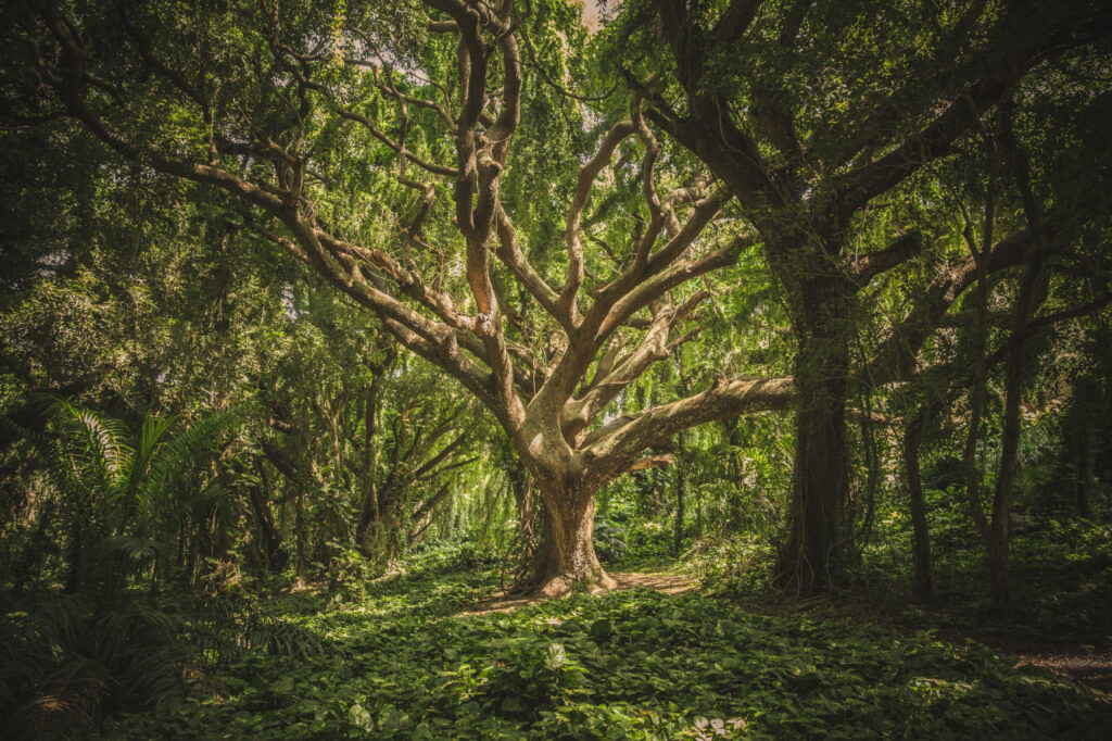 bosques