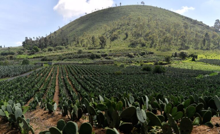 actividades-milpa-alta