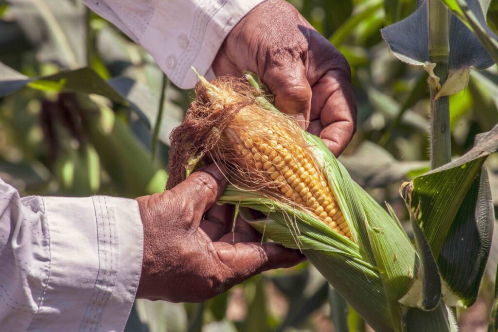Niños de escuela rural en Yucatán aprenden sobre la milpa maya en huerto escolar
