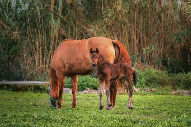 Potros con sus madres mostrando el amor materno que fortalece su desarrollo cerebral y emocional