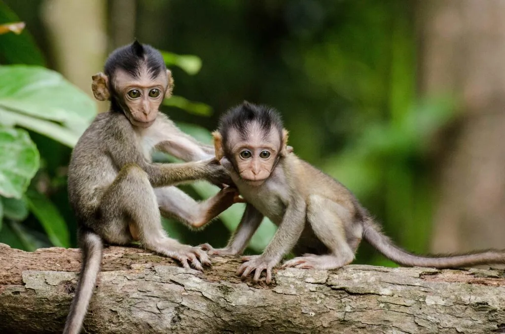 Monos rhesus en Cayo Santiago, Puerto Rico, bajo observación científica en un experimento de salud y genética