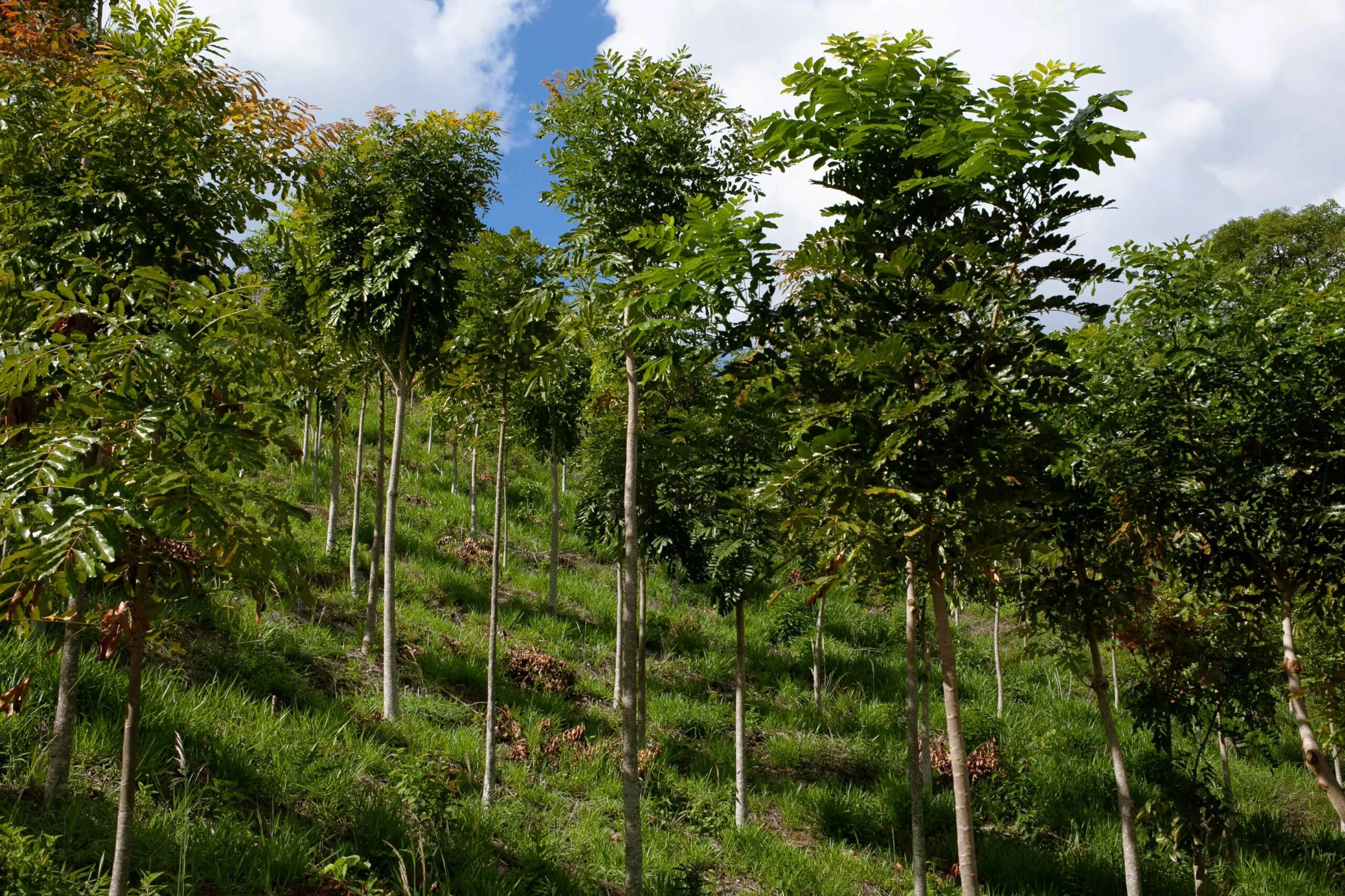 Plantación de árboles nativos en campos argentinos para restaurar la biodiversidad