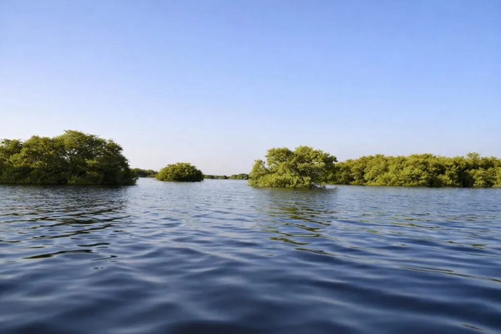 Manglares y humedales en Yucatán protegidos mediante ciencia ciudadana y conservación ambiental en el sureste mexicano