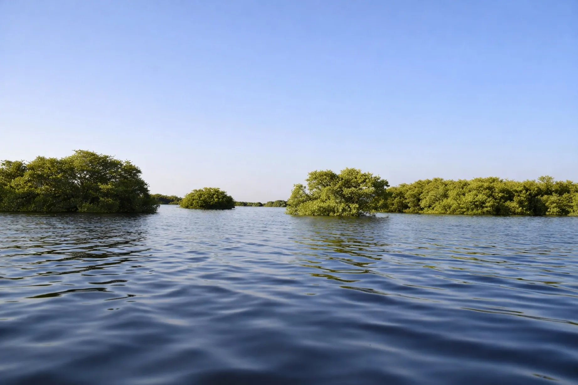 Manglares y humedales en Yucatán protegidos mediante ciencia ciudadana y conservación ambiental en el sureste mexicano