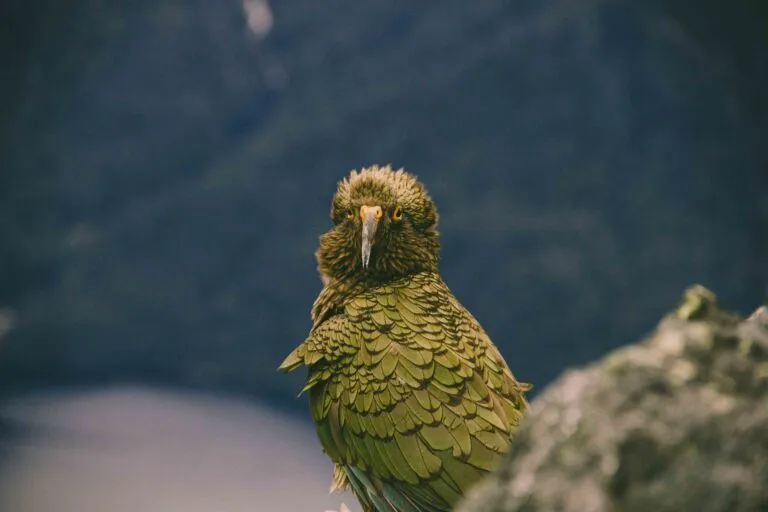 Kakapo superviviente entre vegetación nativa con frutos de rimu en temporada de reproducción kakapo