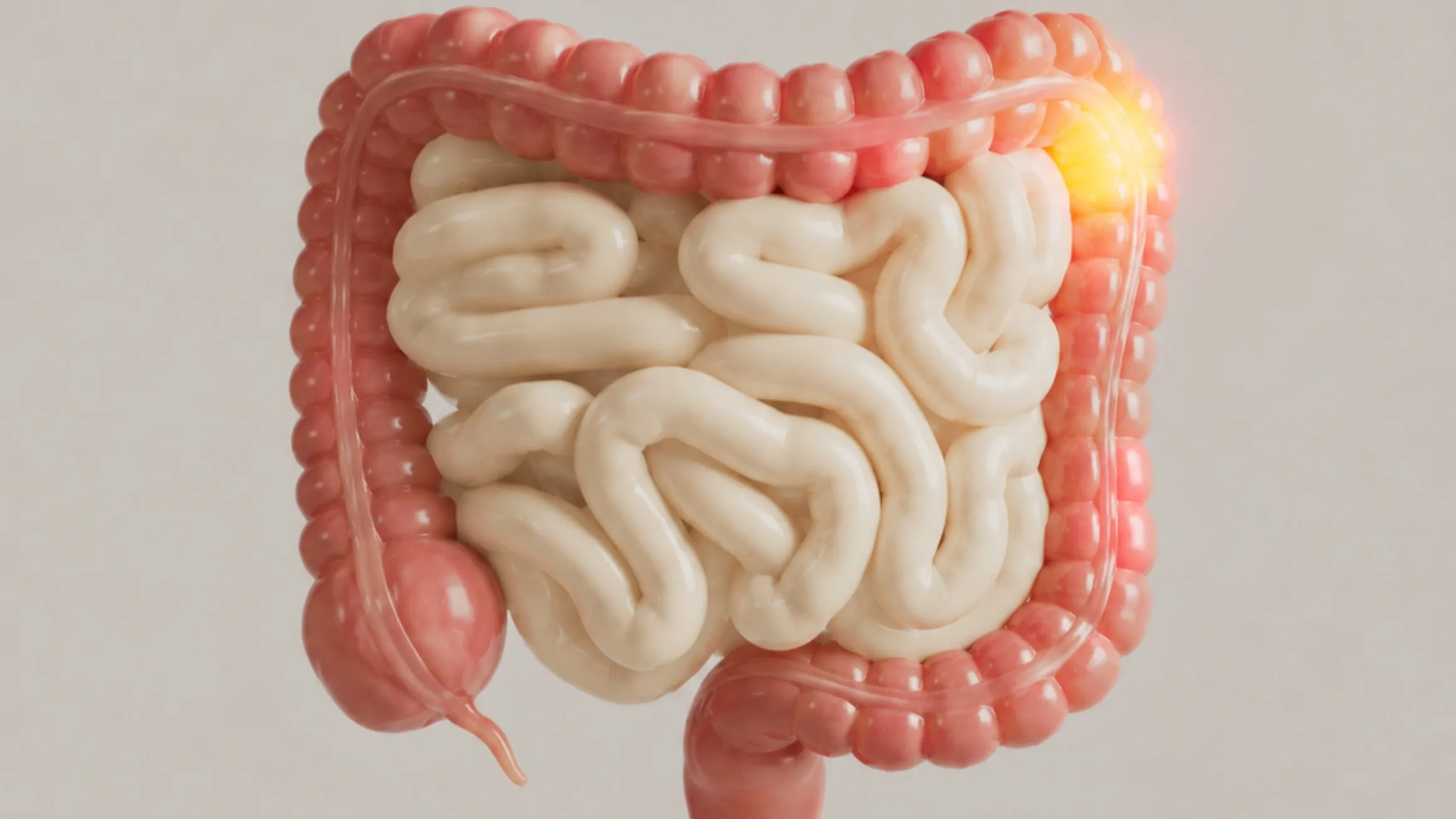Investigación sobre cómo el estrés afecta la digestión y altera funciones intestinales relacionadas con el intestino irritable