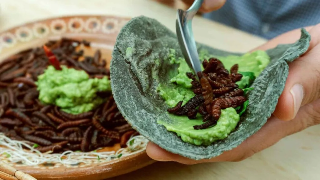 Diversas especies de insectos utilizadas como alimento sostenible y fuente de proteína en México