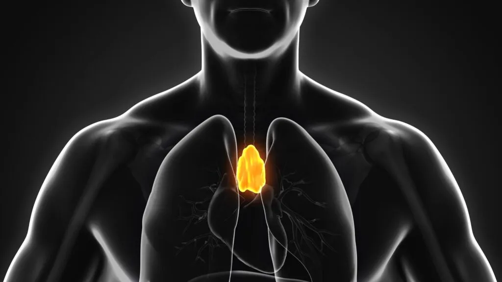 Representación científica del timo y su relación con inmunidad, envejecimiento y cáncer