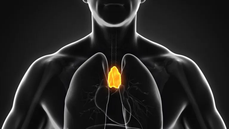 Representación científica del timo y su relación con inmunidad, envejecimiento y cáncer