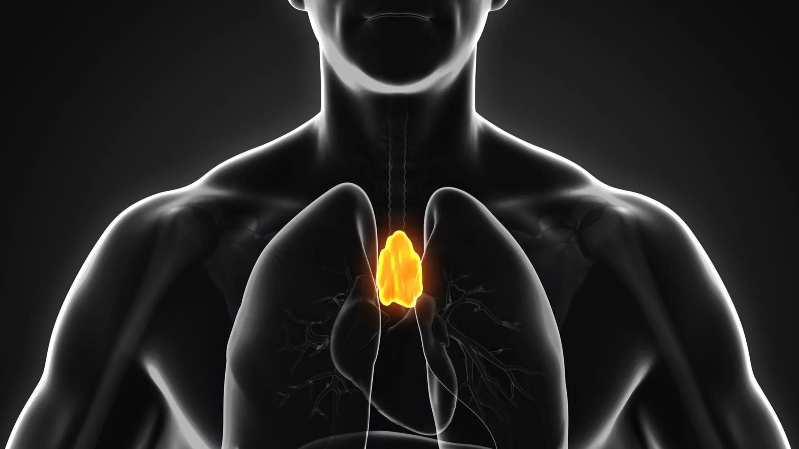 Representación científica del timo y su relación con inmunidad, envejecimiento y cáncer