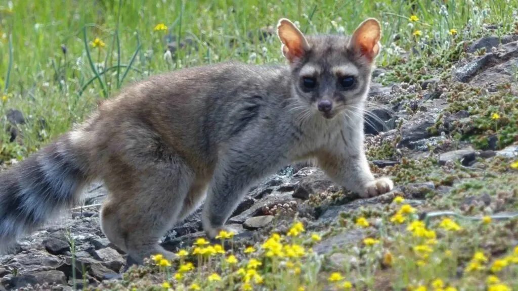 Especies de polinizadores interactúan con flores nativas en ecosistema afectado por crisis ambiental