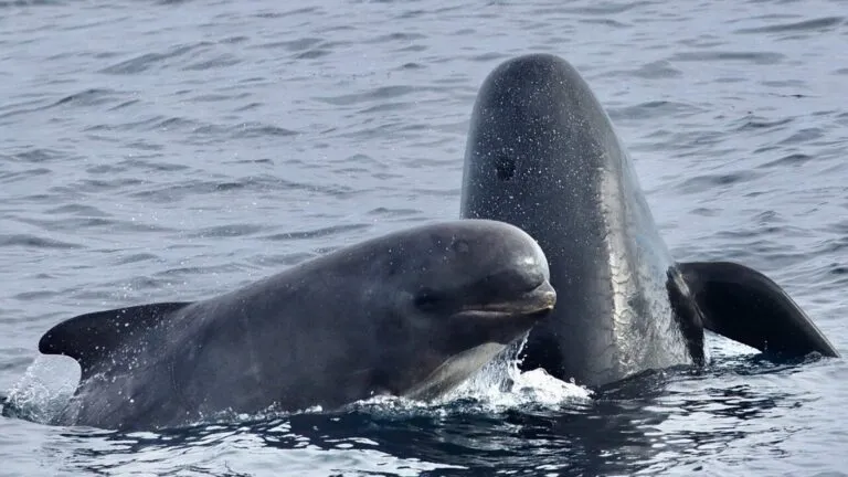 Ballenas en Gibraltar afectadas por el ruido del tráfico marítimo y la contaminación acústica