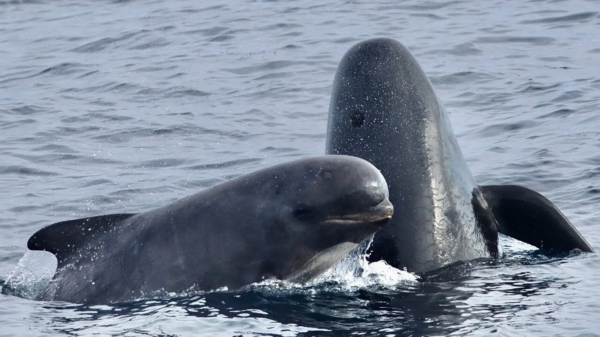 Ballenas en Gibraltar afectadas por el ruido del tráfico marítimo y la contaminación acústica