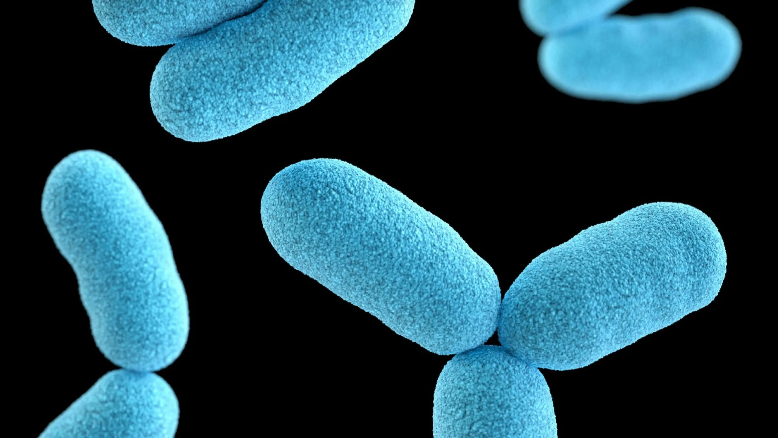 Comunidades de bacterias interactuando y formando redes microscópicas complejas