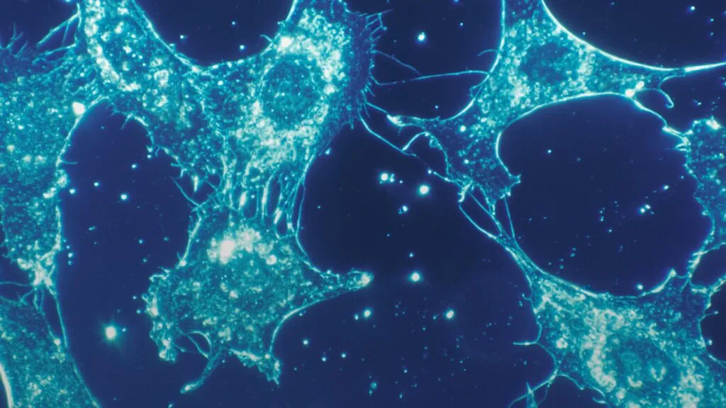 Investigación de células individuales con inteligencia artificial para estudiar cáncer y enfermedades humanas