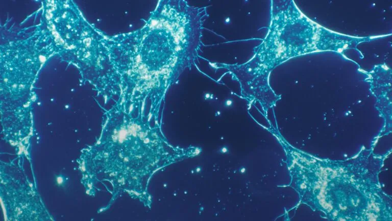 Investigación de células individuales con inteligencia artificial para estudiar cáncer y enfermedades humanas