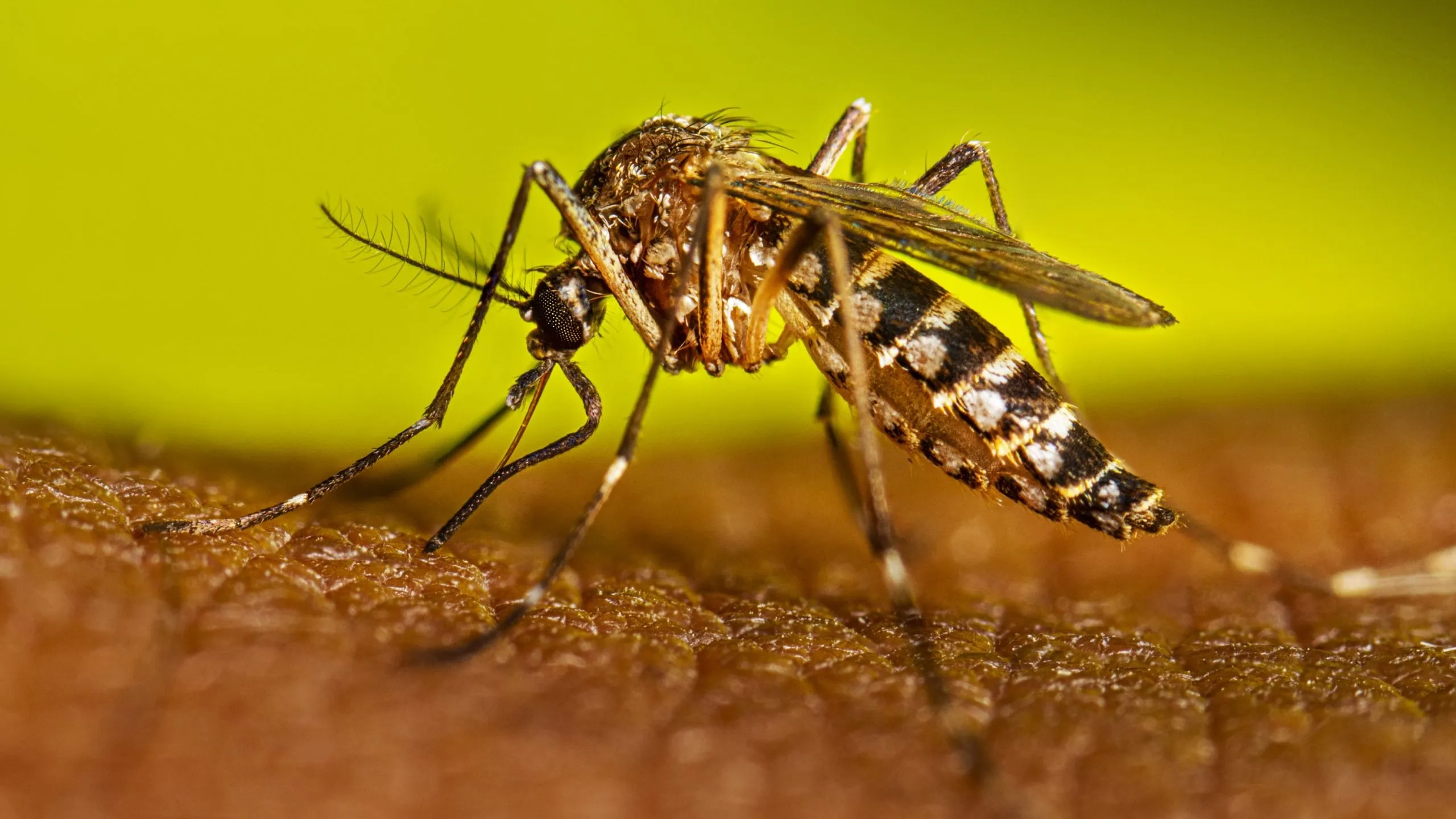 Investigación estudiantil sobre bacteria natural para reducir transmisión de dengue en mosquitos