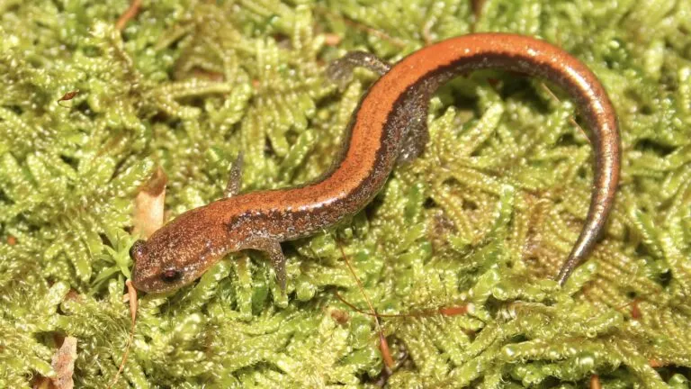 Salamandras estudiadas por investigadores de Yale para analizar cambios evolutivos fisiológicos relacionados con el clima