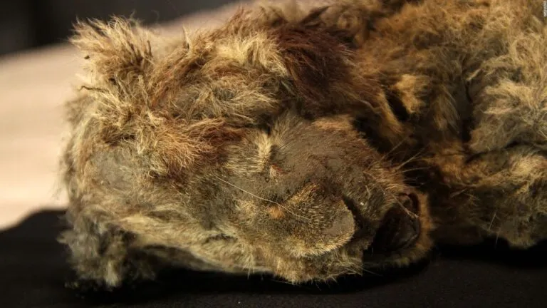 reconstrucción científica del león de las cavernas en un paisaje helado durante la Edad de Hielo