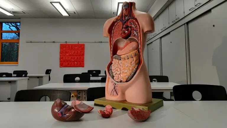 Estudio de Yale demuestra que los órganos desarrollan sistemas nerviosos propios que participan en la comunicación con el cerebro.