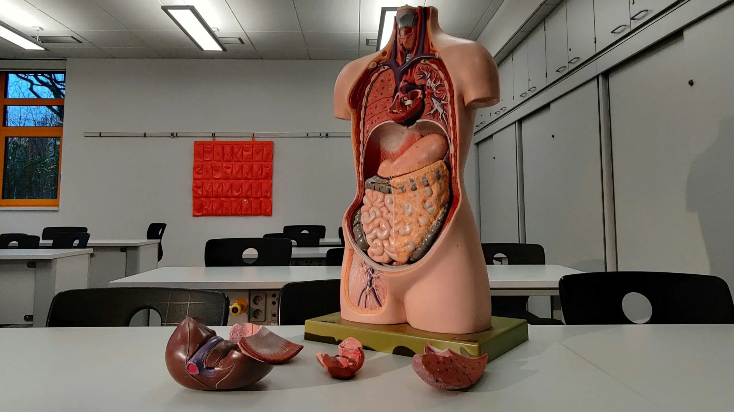 Estudio de Yale demuestra que los órganos desarrollan sistemas nerviosos propios que participan en la comunicación con el cerebro.