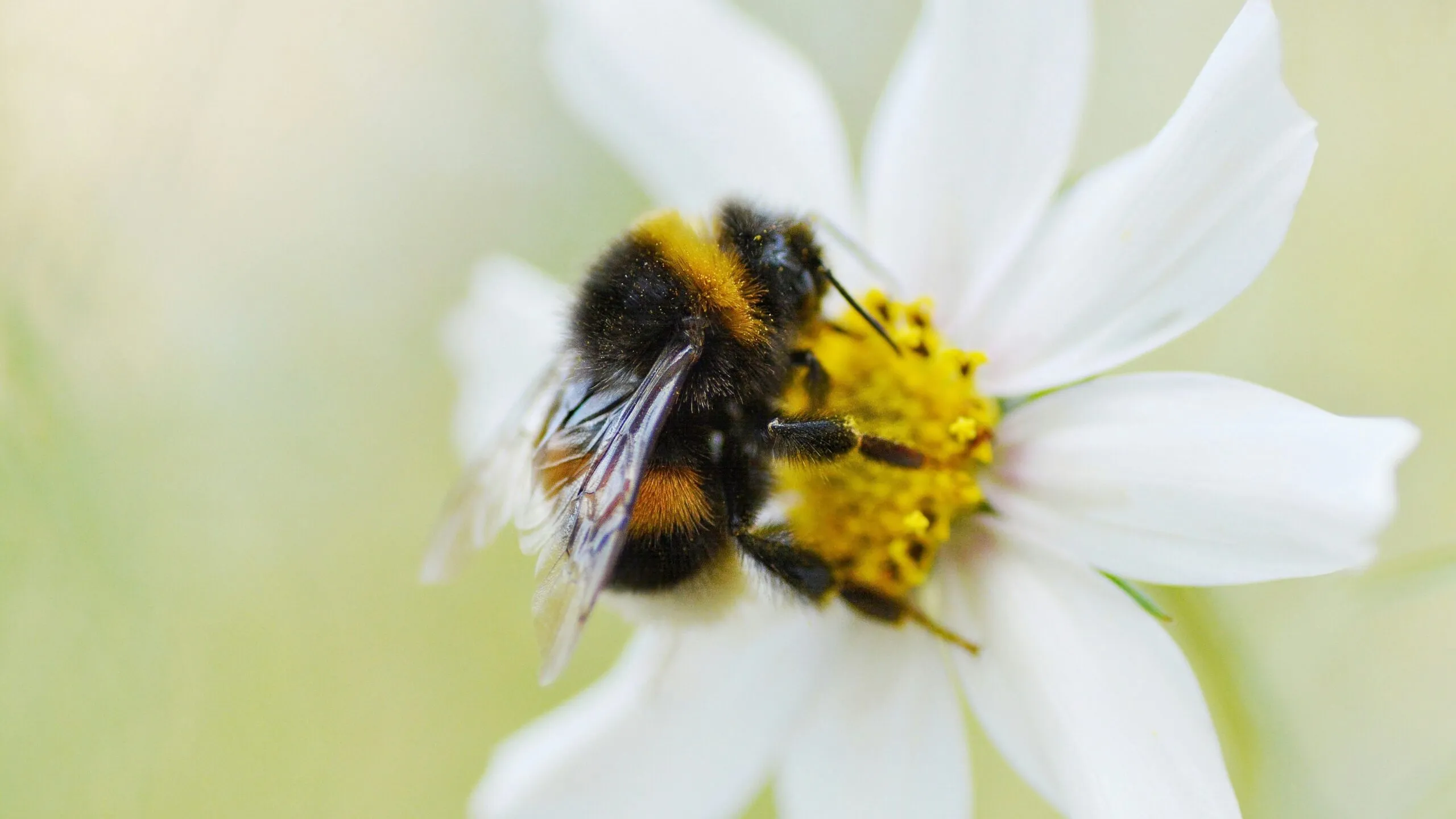 Investigación sobre la nutrición de las abejas y la importancia de ofrecer diversas fuentes de polen.