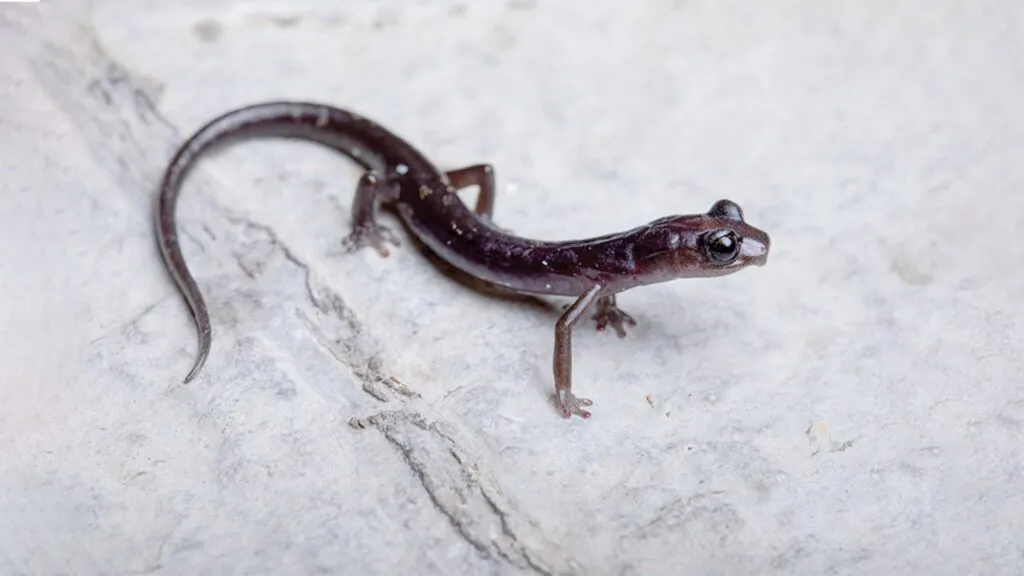 Tres nuevas especies de salamandras fueron descubiertas en los bosques nublados de Oaxaca por investigadores de la UNAM.