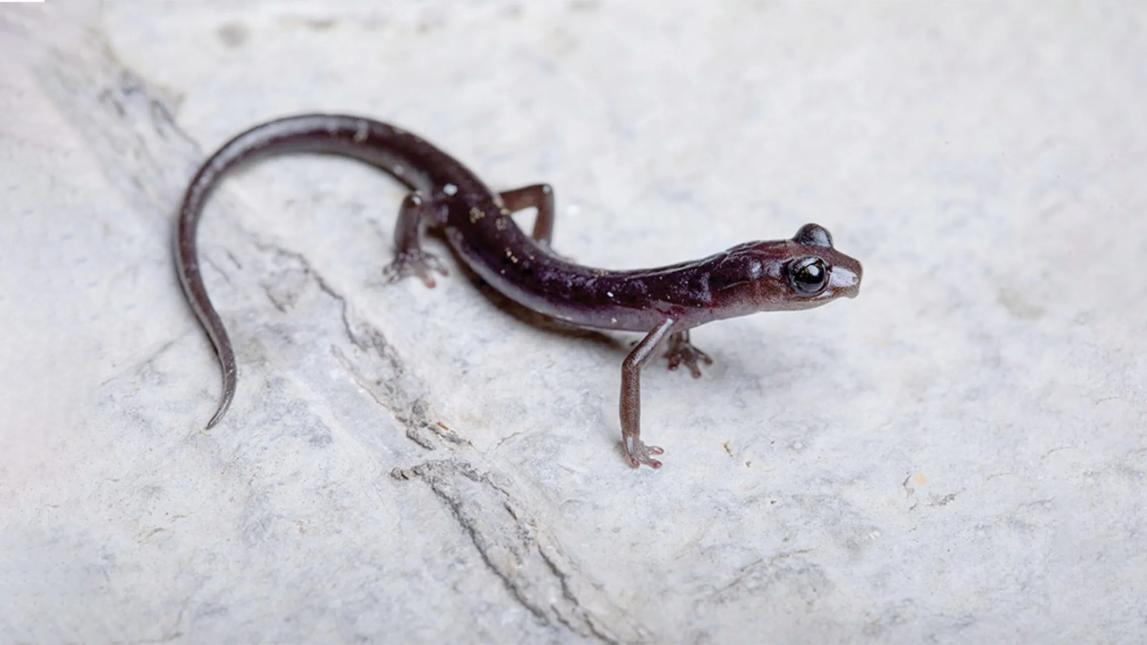 Tres nuevas especies de salamandras fueron descubiertas en los bosques nublados de Oaxaca por investigadores de la UNAM.