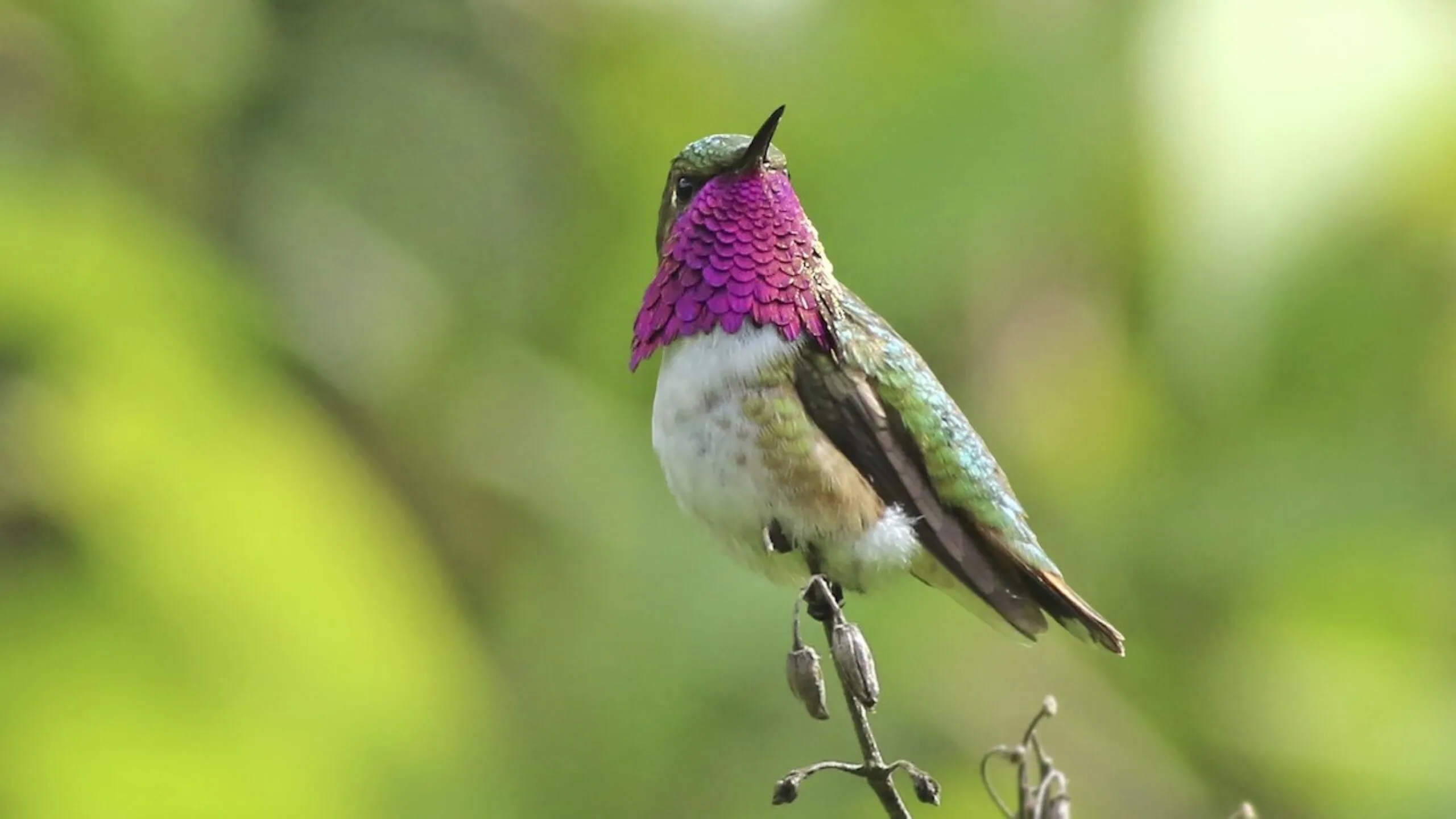 Colibrí alimentándose de una flor en un bosque del occidente de México durante una investigación científica.
