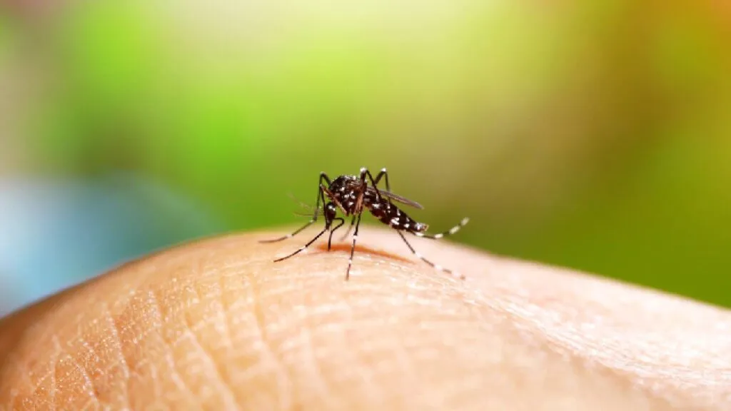 investigación estudia una bacteria natural como alternativa ecológica para reducir la transmisión del dengue