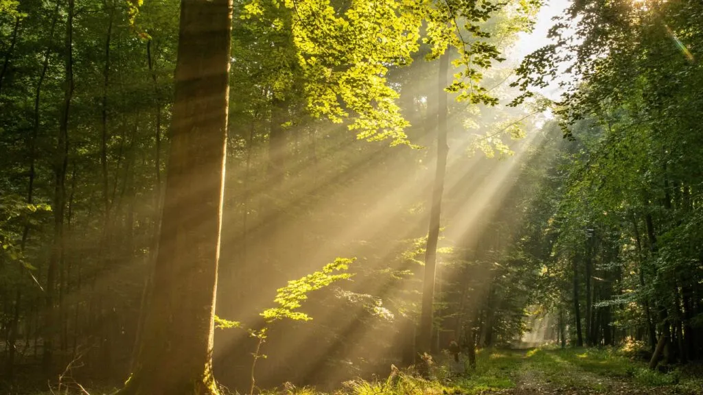 La naturaleza puede reducir el estrés y mejorar la salud física y mental.