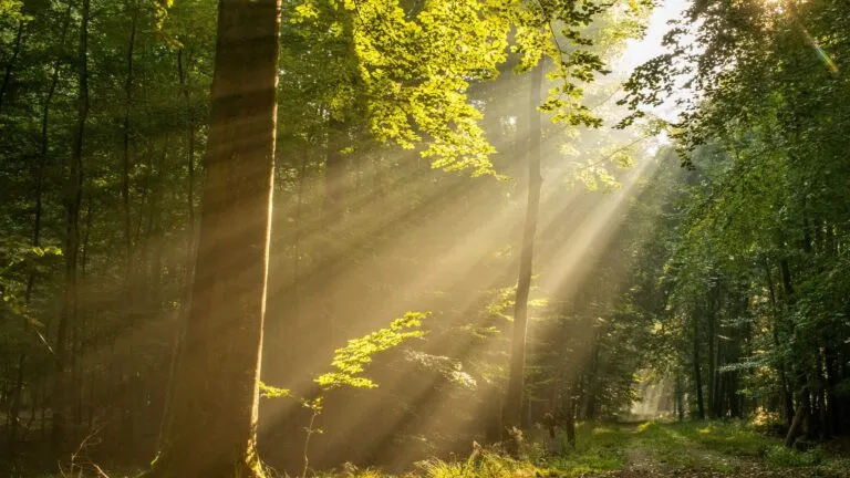 La naturaleza puede reducir el estrés y mejorar la salud física y mental.