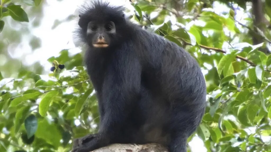 Likweli es una nueva especie de mono identificada en los bosques de la República Democrática del Congo.