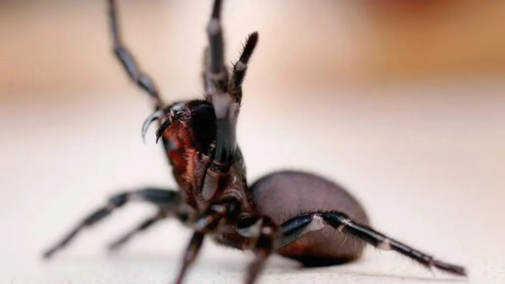 Veneno utilizado para fabricar antídotos en Australia
