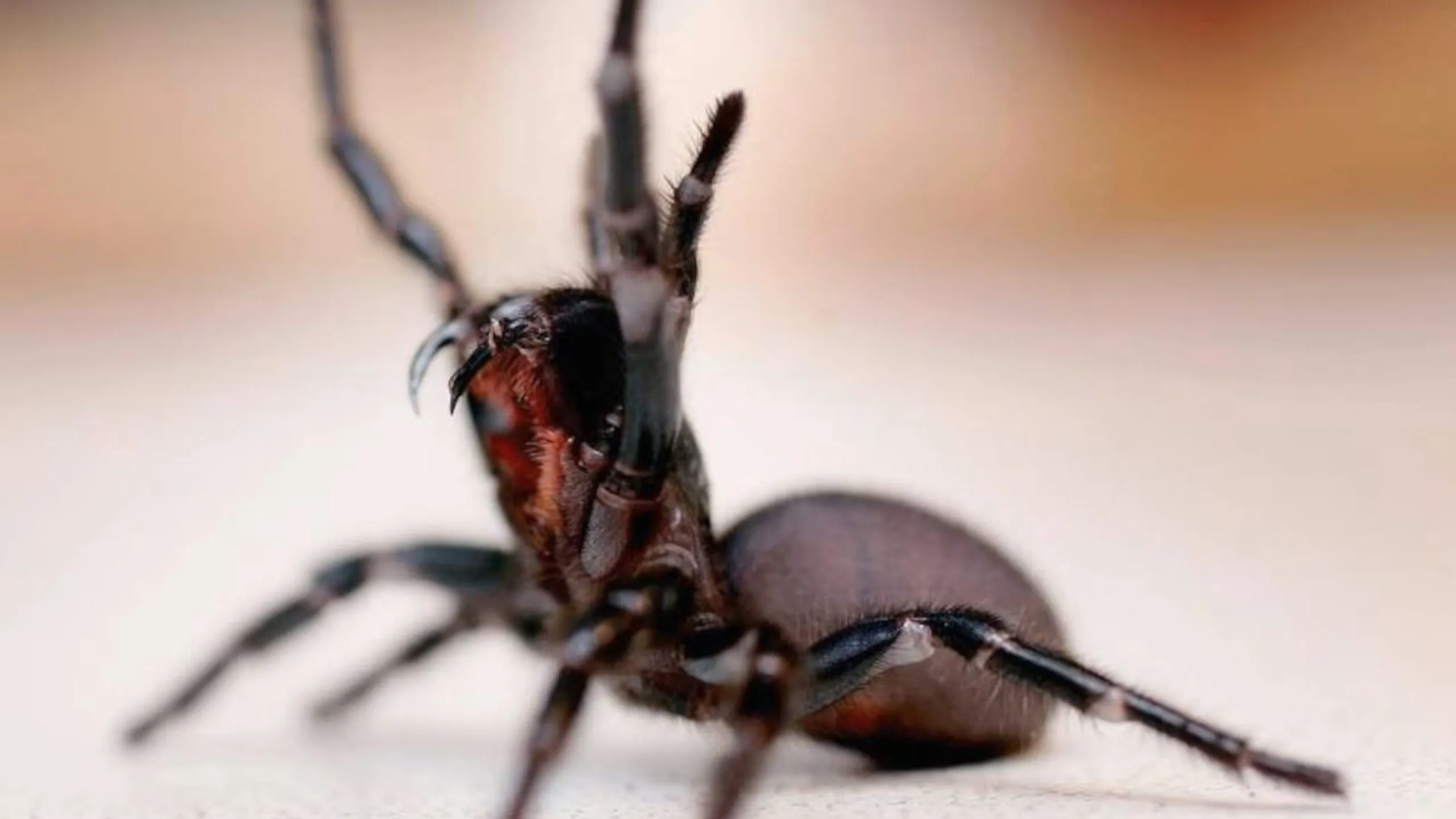 Veneno utilizado para fabricar antídotos en Australia