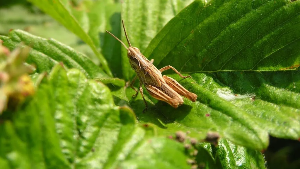 Insectos revelan estrategias de inteligencia colectiva, cooperación, diversidad y evaluación del riesgo para tomar mejores decisiones.