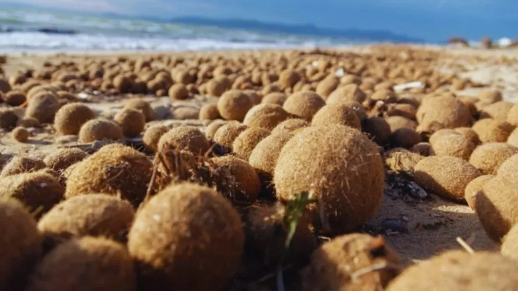 "Pelotas de Neptuno" y contaminación por microplásticos