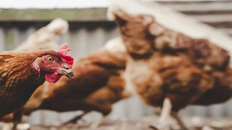 La producción de huevos enfrenta el desafío de equilibrar el bienestar animal con la sostenibilidad ambiental.
