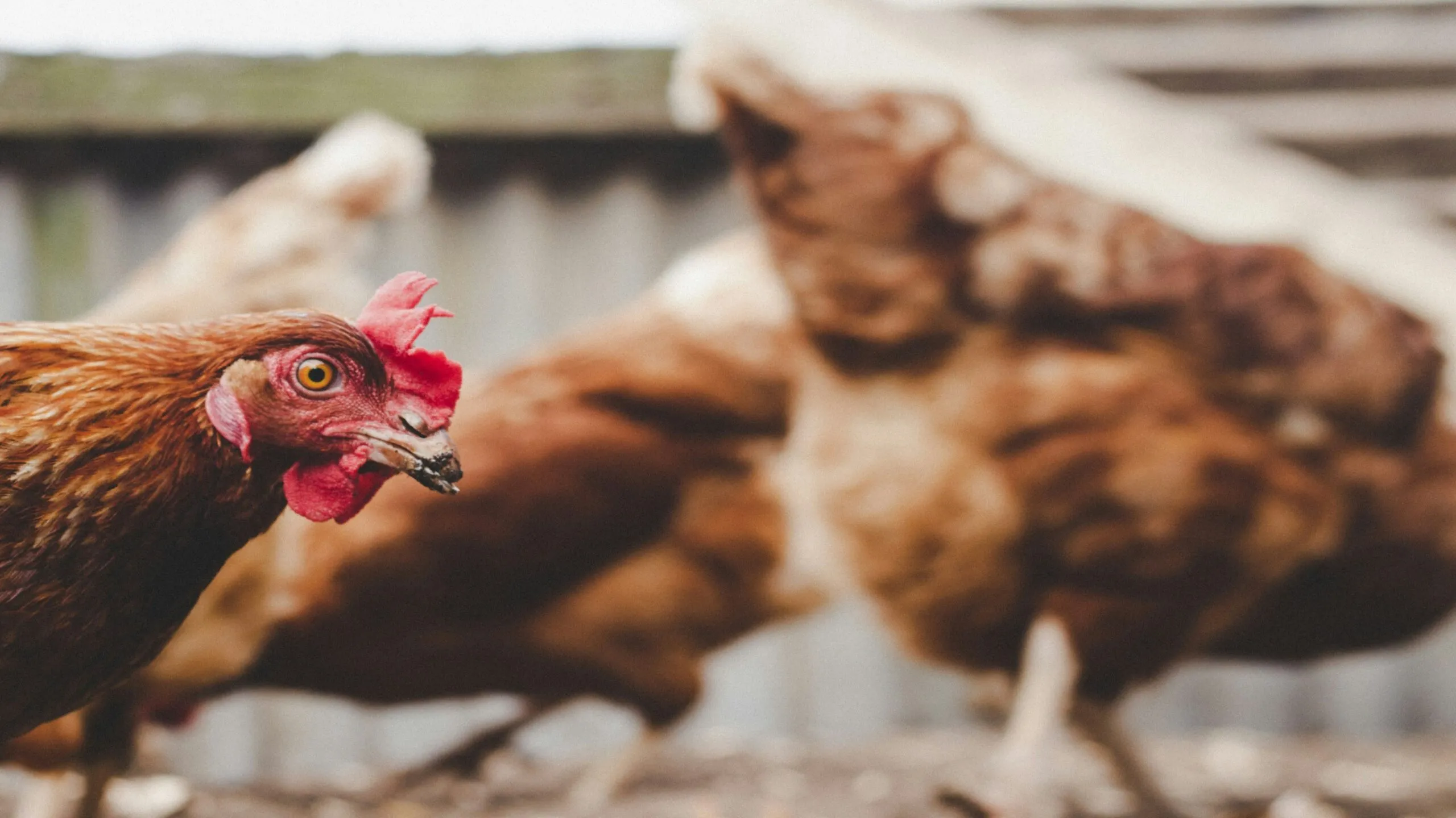 La producción de huevos enfrenta el desafío de equilibrar el bienestar animal con la sostenibilidad ambiental.