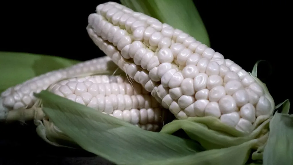 Día Nacional del Maíz representado por variedades nativas, tortillas y alimentos tradicionales mexicanos