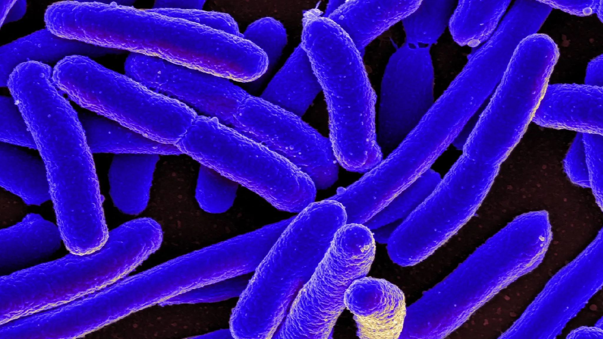 E. coli como organismo clave para la genética y la biotecnología