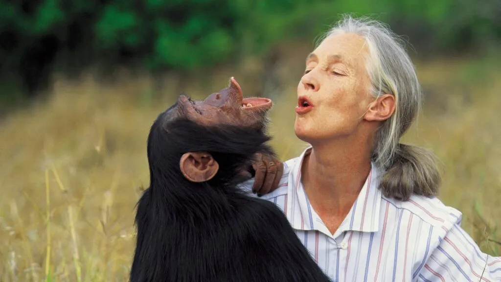 Jane Goodall y sus aportes al estudio de los chimpancés y la conservación