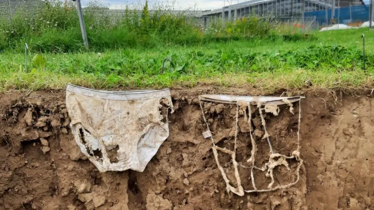 Ropa interior de algodón enterrada para analizar la salud del suelo